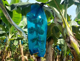 Bolsas para Platanos